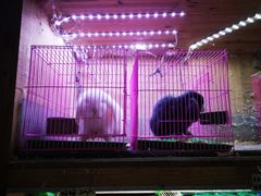 -山东柏宁水族批发广场