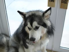 -李小姐の猫咖啡馆(五角场店)