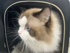 -北京观赏动物医院·24小时大型综合·猫专科·异宠专科