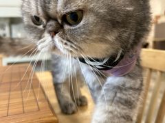 -楼上猫咖(罗湖店)