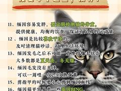 -翊宠yipet猫狗购宠庄园犬舍•猫舍