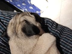 -萌喵宠狗爱心宠咖