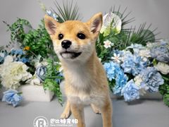 -BABIT巴比特宠物(MOMOPARK店)