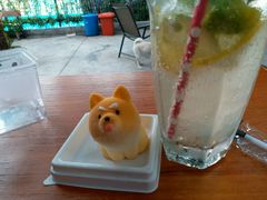 -柴犬高等学院·狗咖·柴犬售卖·宠物训练