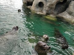 -华夏文旅海洋公园