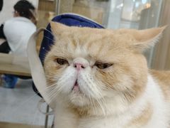 -喵园·猫主题咖啡厅·撸猫·猫咖(国贸店)