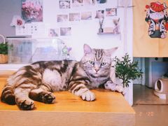 -平行世界·猫咖(首经贸店)