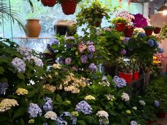 -双季花艺园艺市场(浦东店)