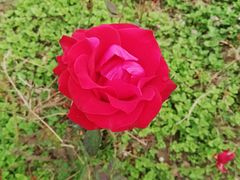-曲江薰衣草庄园