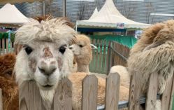 -萌宠亲子动物乐园(槐房万达店)