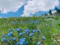 -敕勒川草原