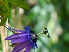 -国家植物园南园