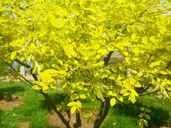 -天津东丽湖风景区