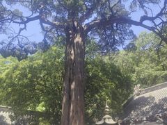 -青岛崂山太清宫