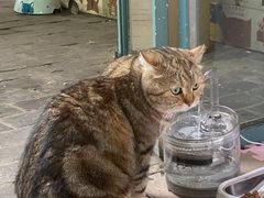 -喵屿·大理花园猫咖