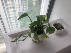 -新湖明珠城
