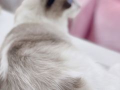 -宠颐生猫科·内科皮肤科(西平世纪城店)