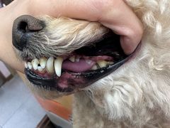 -FAELING PETS美天灵宠物(富力广场店)
