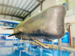 -上海海洋大学鱼文化博物馆(军工路校区)