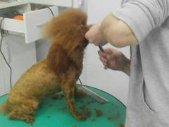 -欧奕国际动物医院