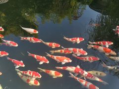 -香麒园·过桥米线·南湖雅宴