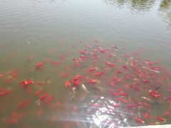 -燕郊植物园