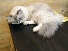 -滚猫咖啡·猫咖·猫友好撸猫(未来城店)