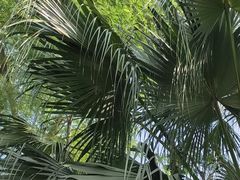 -冠头岭