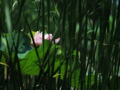 -陈家山荷花公园