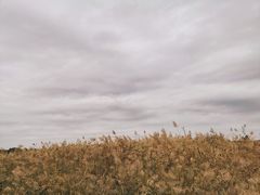 -西青郊野公园