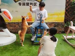 -柴犬高等学院·狗咖·柴犬售卖·宠物训练