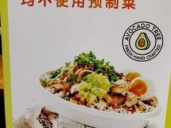 -油梨树 AVOCADO TREE(亮马桥店)