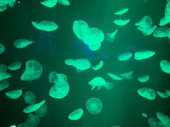 -亚龙湾海底世界