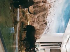 -青藏高原自然博物馆