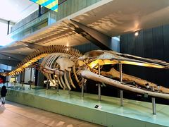-墨尔本博物馆(Melbourne Museum)