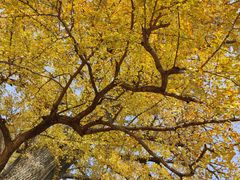 -千年银杏谷文化旅游区