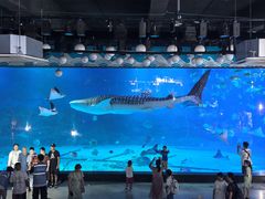 -烟台海昌鲸鲨海洋公园