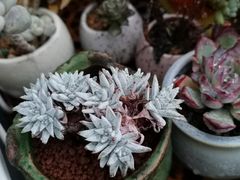 -肯德基(虹桥高铁店)