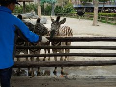 斑马-野生动物园-停车场
