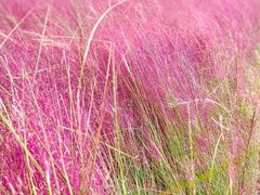 -中国天府农业博览园