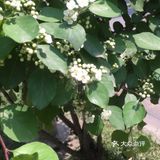 夜幕低垂、繁星少歇,拎着一袋猫粮和两块炸带鱼来找咪咪