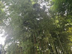-枫桥夜泊