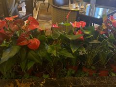 -上海和平饭店茉·莉酒廊 Jasmine Lounge