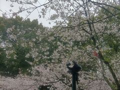 -南山植物园