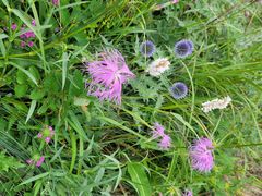 -白草畔自然风景区