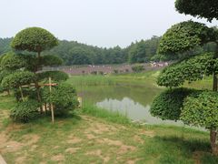 -大塘金香草谷
