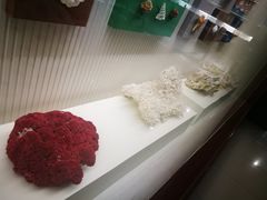 -青岛贝壳博物馆
