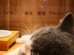 -袖虎·猫馆(体育西路店)
