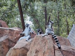 -北京野生动物园