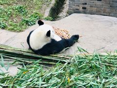 -都江堰中华大熊猫苑